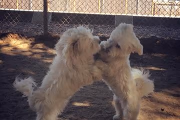 Hoover Dog Park photo 2
